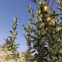سیب شمارا پای درخت میگیریم