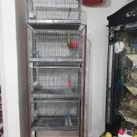 فروش قفس پرون چهار خان غلامی محکم