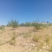 فروش-1500متر-باغ-نهالی-با-یکساعت-آبیاری-قطره-ای