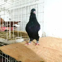 کبوتر نره سینه سیاه برازجان