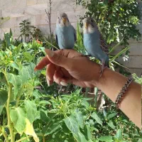 یک جفت مرغ عشق