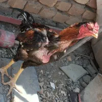 جوجه لاری