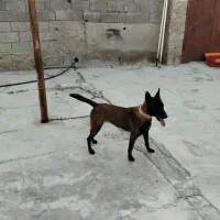 جهت فروش فقط تماس پاسخگو هستم