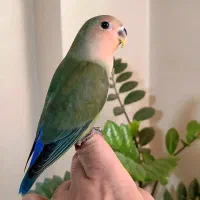 طوطی کوتوله برزیلی فوق دستی (دانخور)
