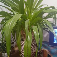 گل اشک ملکه