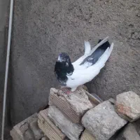 ماده کله دوم سبز