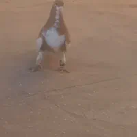 ساده کفتر