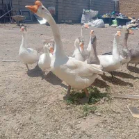 12عدد،غاز،قوغاز