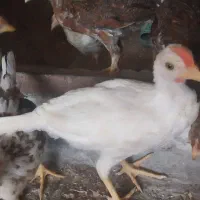 جوجه ۴ماهه محلی اصل