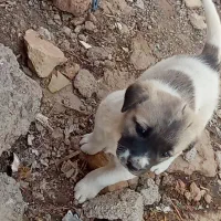 توله سگ رایگان