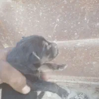 توله سگ ژرمن