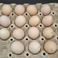 تخم مرغ برهما لایت