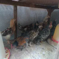 تیمچه مرغ زینتی و خروش کوشین کوکو