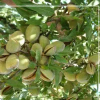 پوست گیری بادام با دستگاه