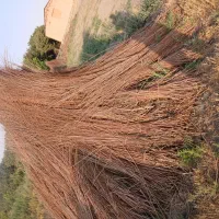 ترکه سبد بافی
