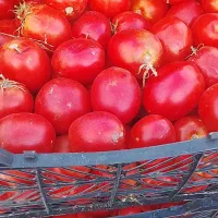 گوجه درجه 1مناسب ربع