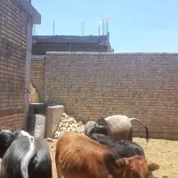 گوساله چاق درجه