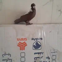 قرمز نشان