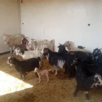 بز فروشی فوری