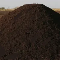 کود گاوی