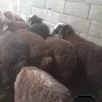 بره نر