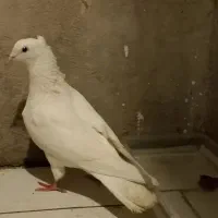 کفتر سفید کاکلی مهر