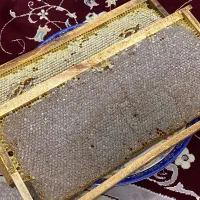 فروش عسل تازه و طبیعی
