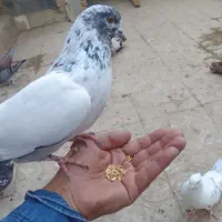 ۲۵ عدد کبوتر خوب