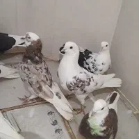 کفتر اس اس