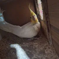 عروس هلندی ماده