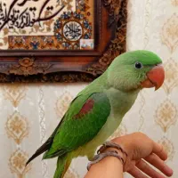 شاه طوطی نر رام و دستی