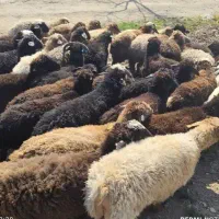 گوسفندعددی موجوده دونه ۸تومان