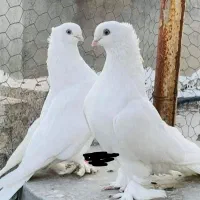 سفید کاکلی پاپر یا بلعکس