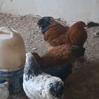 مرغ و خروس برهما نژاد اصیل