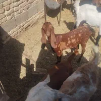 گوسفند