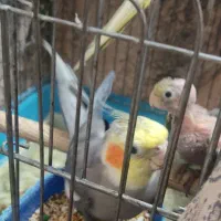 یک جفت عروس هلندی نروماده نر سخنگو با جوجه و تخم