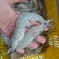 میگو پرورشی عمده درجه یک