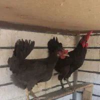 مرغ خروس سیاه