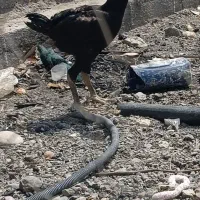 جوجه مرغ و خروس رودان