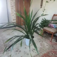 گل پاندانوس با قد ۱.۵ و پهن با گلندان