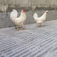 مرغ و خروس