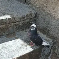 کبوتر در رفته