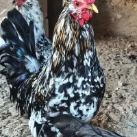 مرغ و خروس