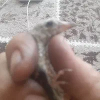 سیره