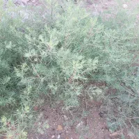 گیاه پرخاصیت  کاکل