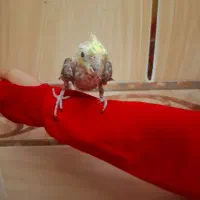 ۱جفت عروس هلندی