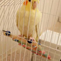 عروس هلندی