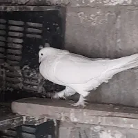 پرنده گمشده