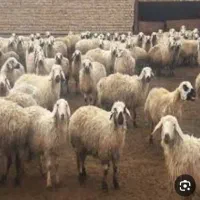 500راس میش کرمانی.اگهیرو بخونید تروخدا کامل