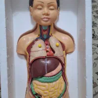 مولاژ نیم تنه آموزشی بدن انسان